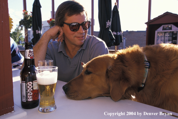 Golden Retriever sitting at bar with owner