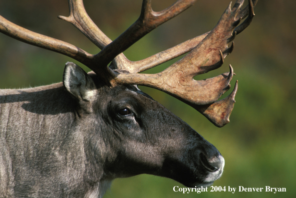 Caribou bull in habitat (close up).