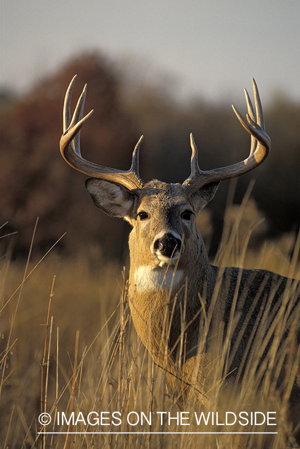 Whitetail deer in habitat.