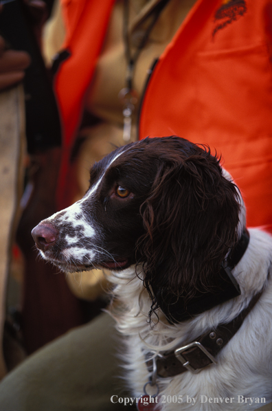 English springer spaniel with hunter