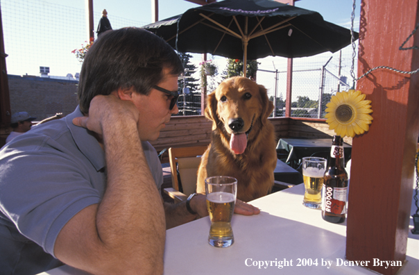 Golden Retriever sitting at bar with owner