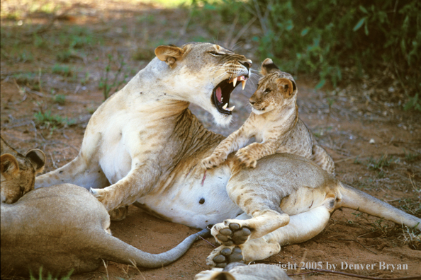 Lion cub with lioness. Africa.