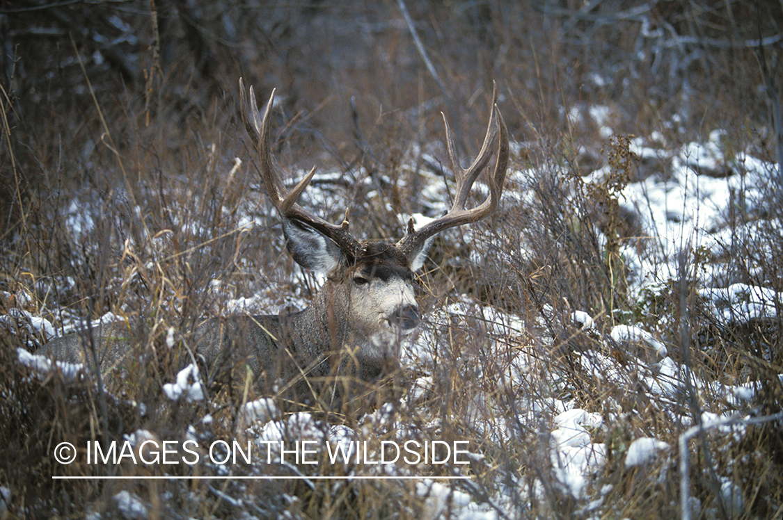 Mule deer bedded down in forest.
