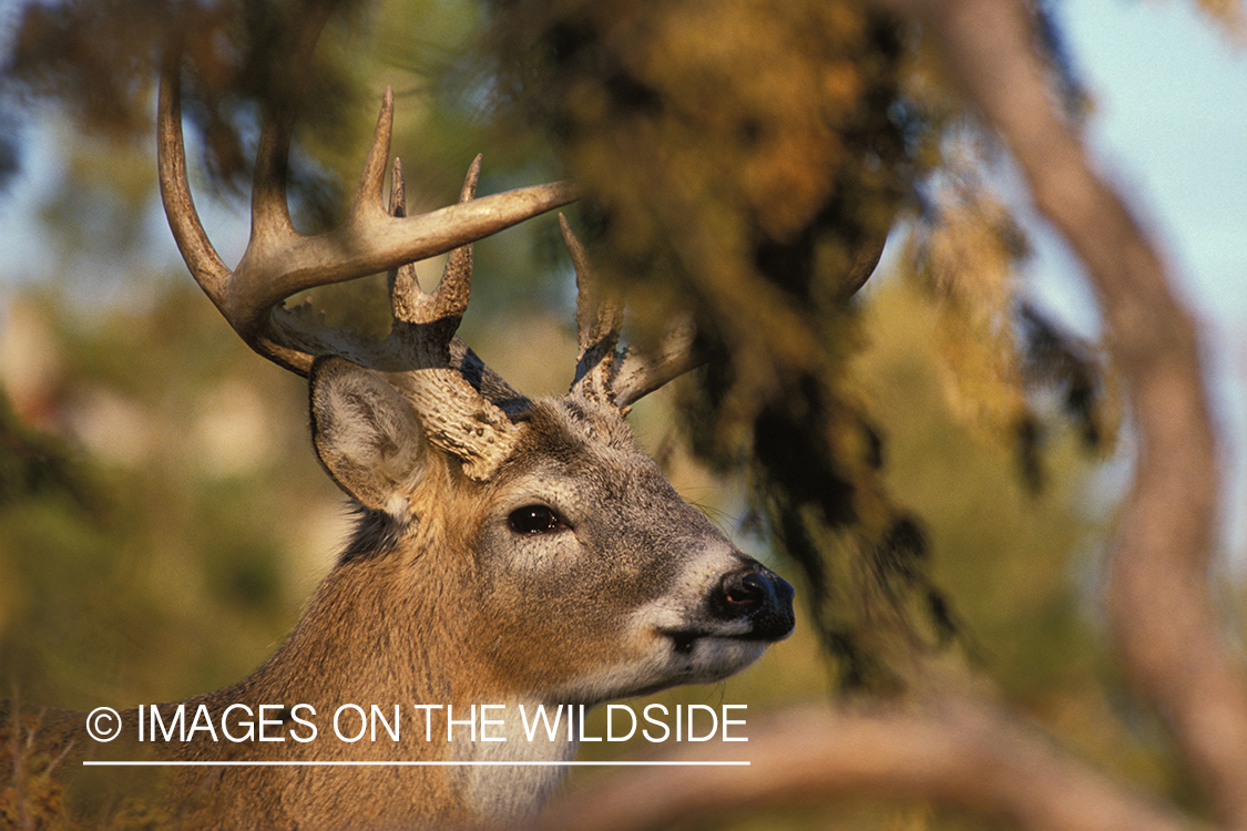 Whitetailed deer in habitat.