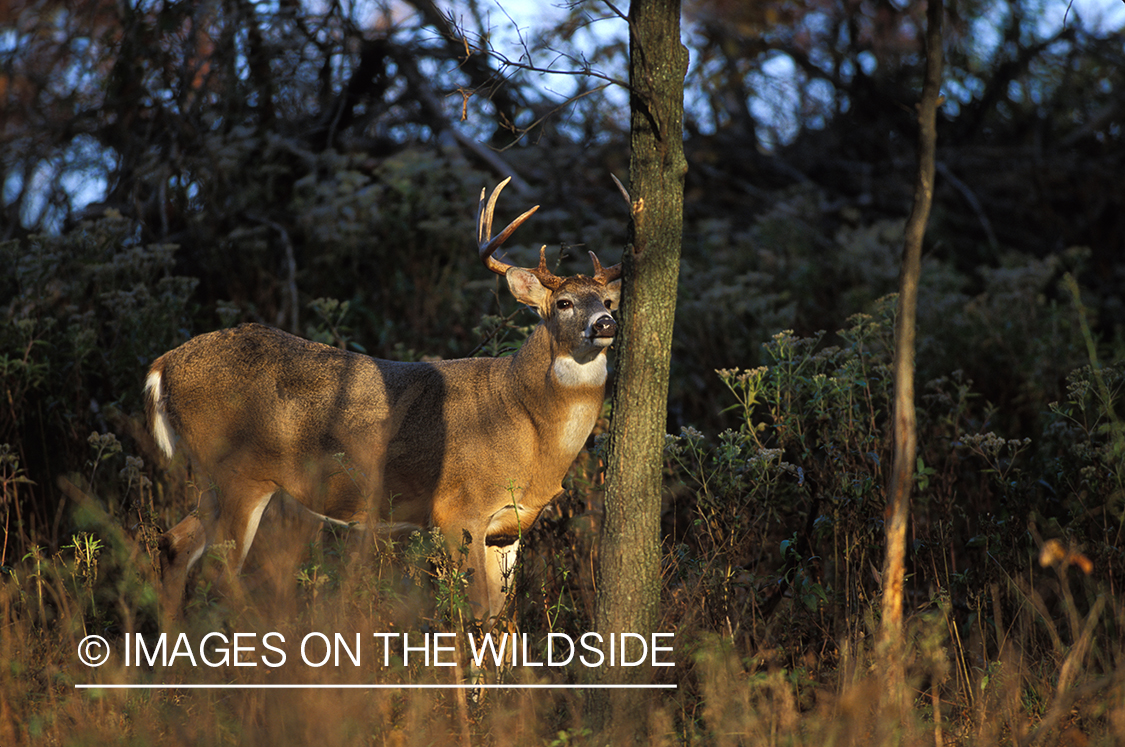 Whitetailed deer rubbing.