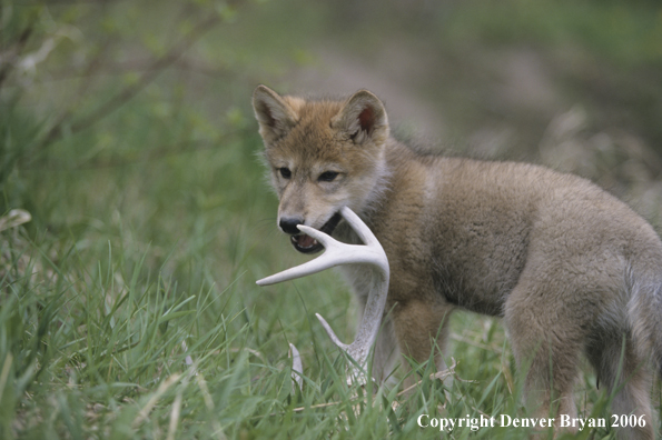 Gray wolf pup chewing on deer skull.