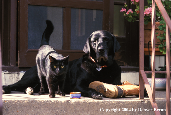 Black Labrador Retriever with black cat