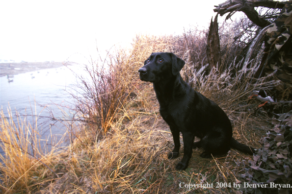 Black Labrador Retriever in blind 