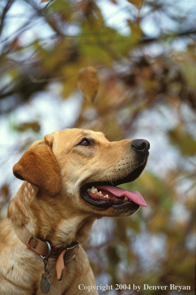 Yellow Labrador Retriever 