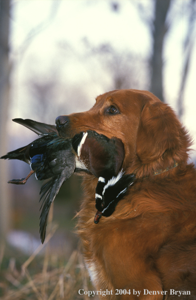 Golden Retriever with bagged duck.  