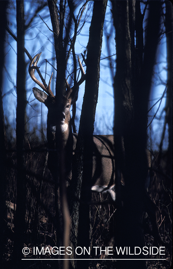 Whitetail deer in habitat.