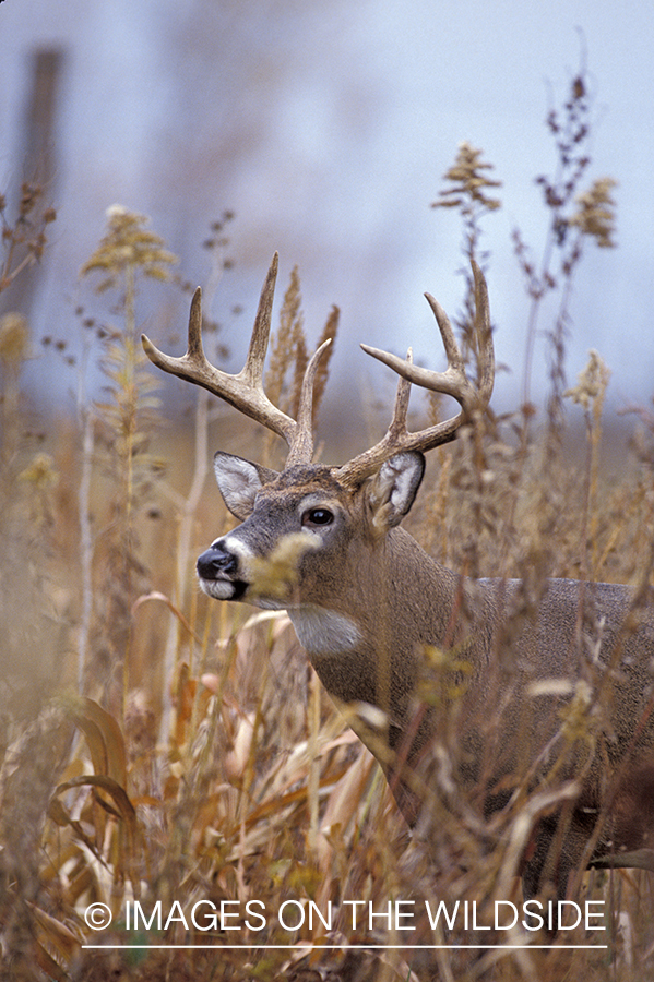 Whitetail deer in habitat.