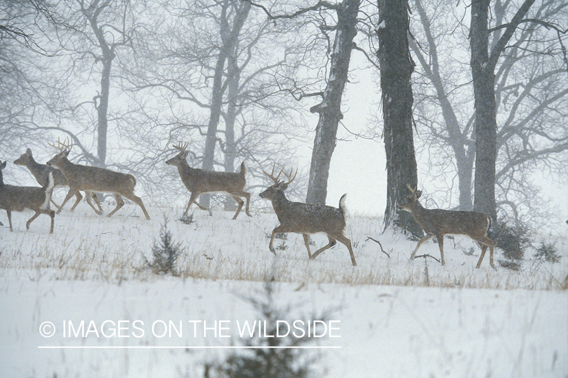 Whitetailed bucks with does in habitat.