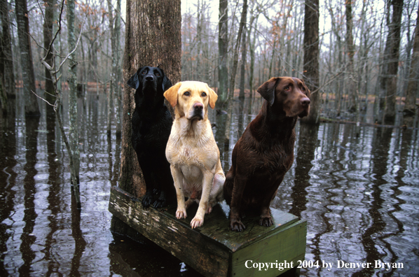 Black, chocolate, and yellow Labrador Retrievers on stand