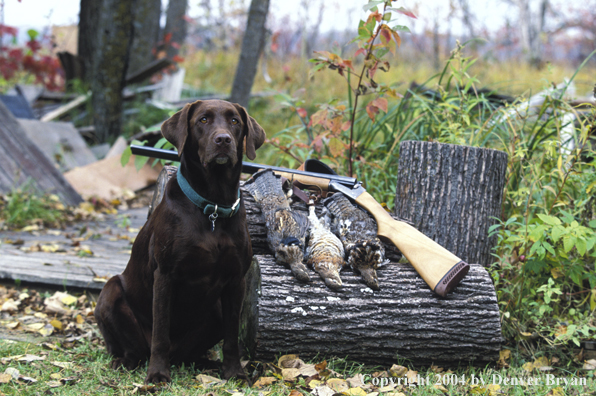 Chocolate Labrador Retriever with shotgun and ruffed grouse