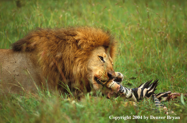 Male African lion feeding on zebra.  Africa