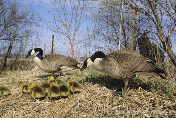 Pair of Canada geese on nest with newly hatched goslings.