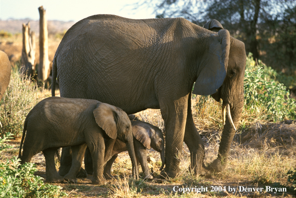 African elephants in habitat.