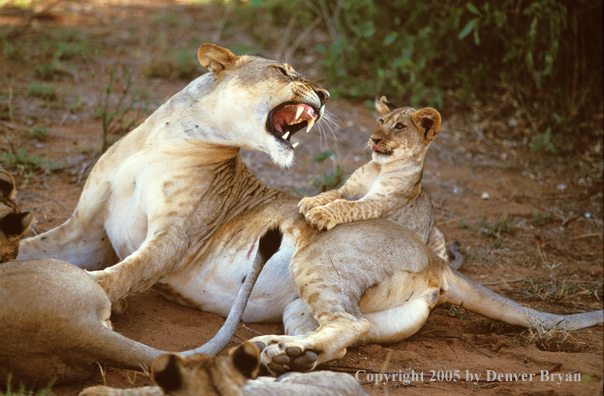 Lion cub with lioness. Africa.