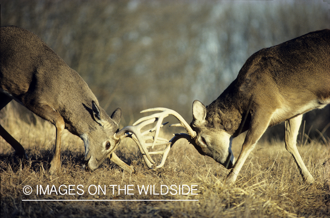 White-tailed deer bucks sparring in meadow.