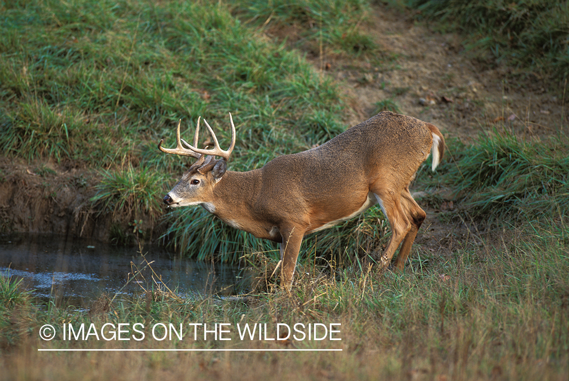 Whitetailed deer on river's edge