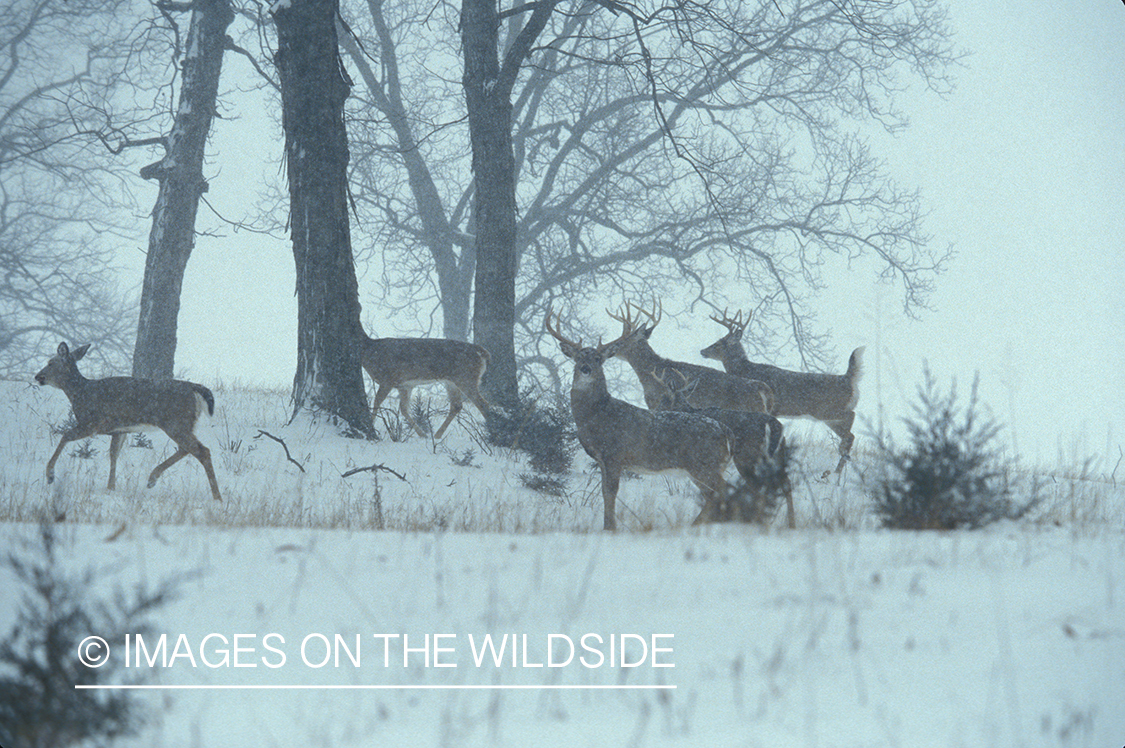 Whitetailed bucks with does in habitat.