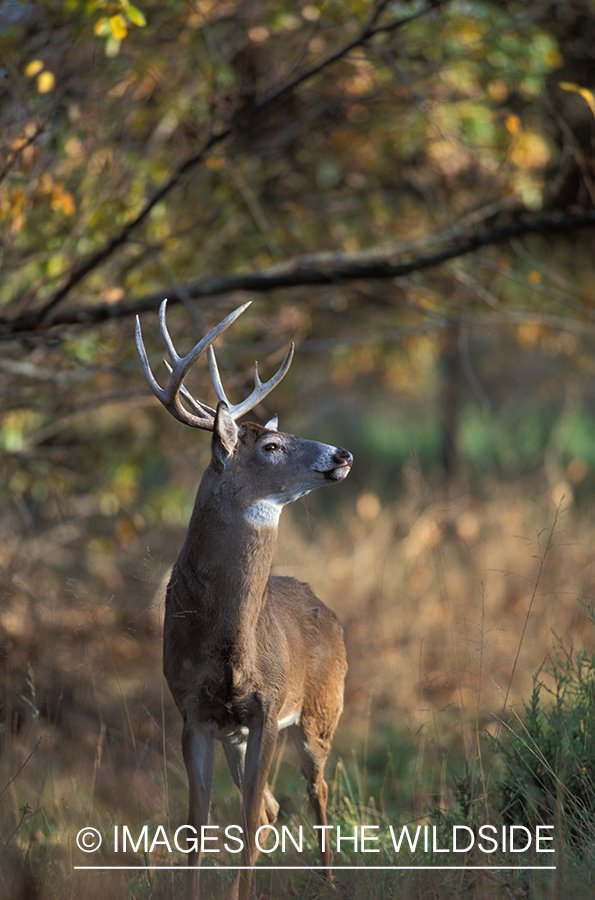 Whitetailed deer in habitat.