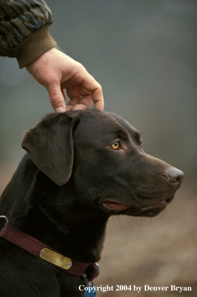 Chocolate Labrador Retriever 