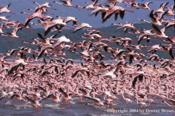 Large concentration of lesser and greater flamingos. Kenya, Africa.