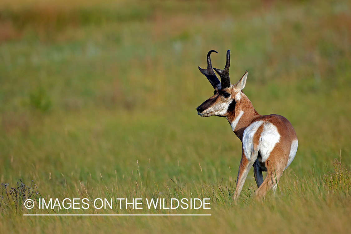 Pronghorn antelope in field.