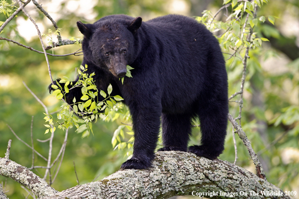 Black Bear in habitat