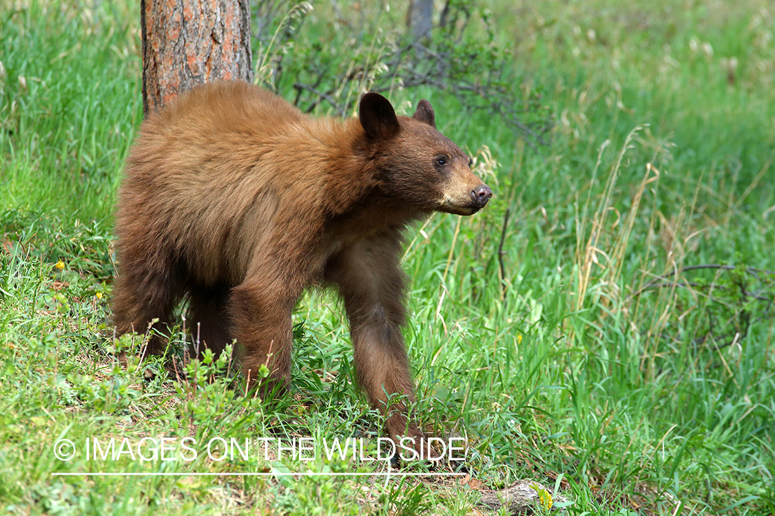 Young black bear in habitat. 