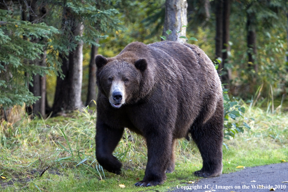 Grizzly/Brown bear in habitat. 