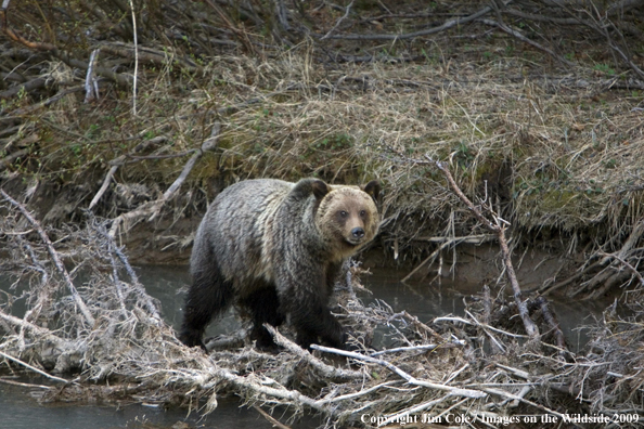 Grizzly bear in habitat