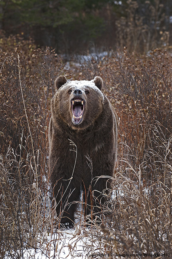 Grizzly Bear in growling.