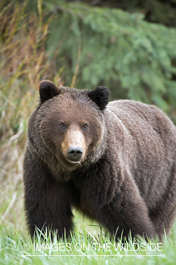 Grizzly bear in habitat.