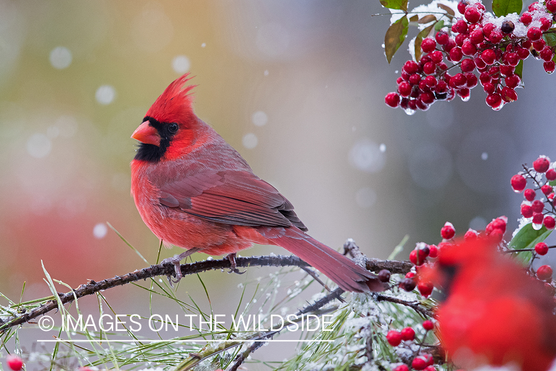 Northern Cardinal on branch.