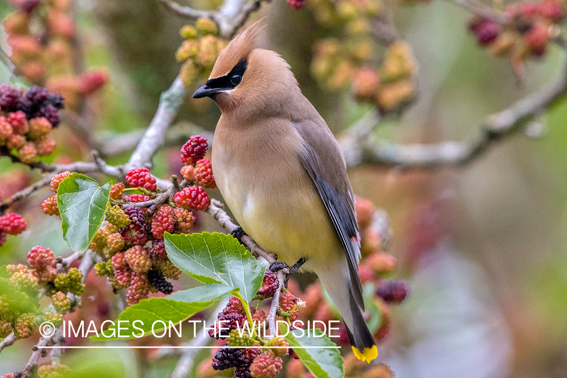 Cedar waxwing on branch.