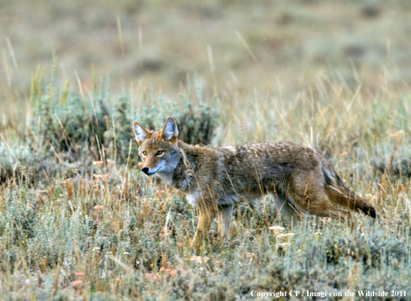 Coyote in habitat. 