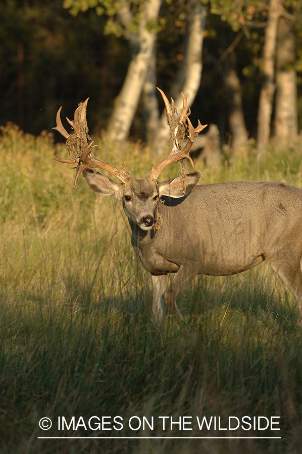 Mule deer in habitat.