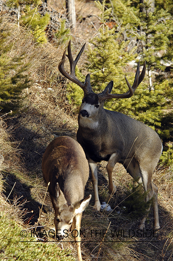 Mule deer 