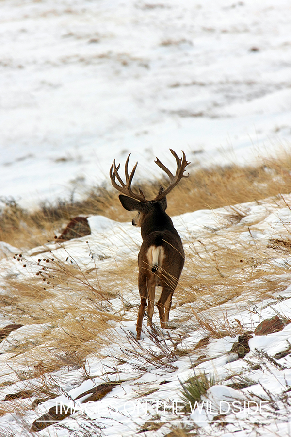 Mule deer buck in habitat. 