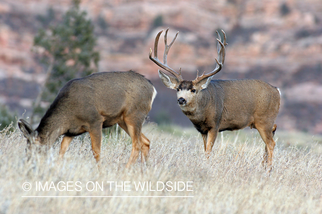 Mule deer buck with doe during rut. 