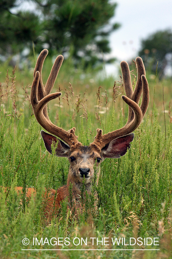 Mule deer buck in habitat. 