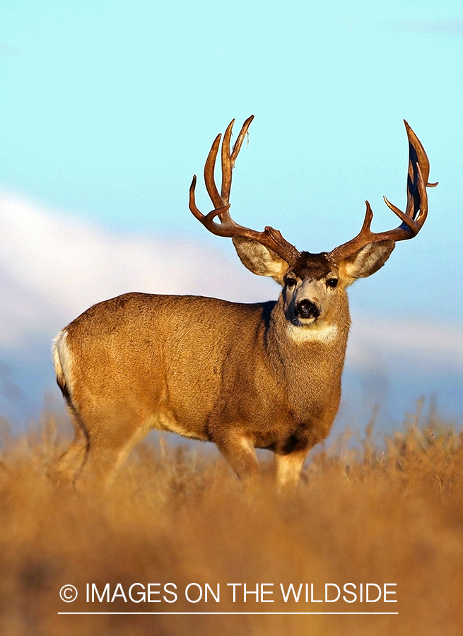 Mule deer buck in habitat.