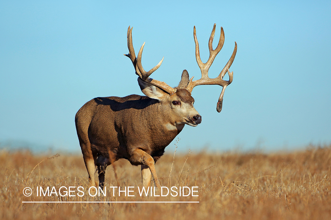 Mule deer buck in field.