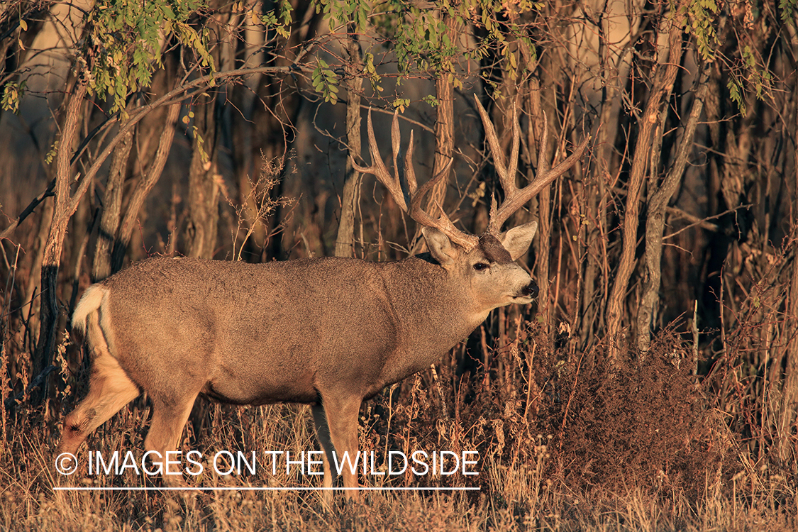 Mule deer buck rubbing antlers on tree. 