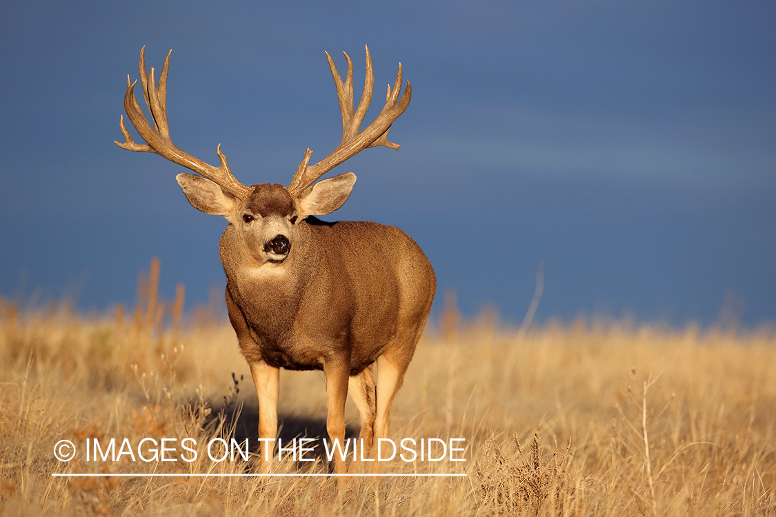 Mule deer buck in field.