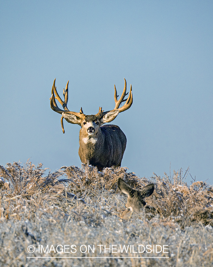 Mule deer buck in habitat.