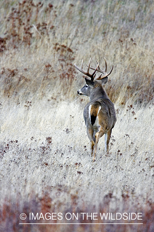 White-tailed deer in habitat